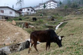 Lawnmowers at Gedu